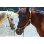 Mona Lisa diamond painting 40x30cm: paard wit en bruin